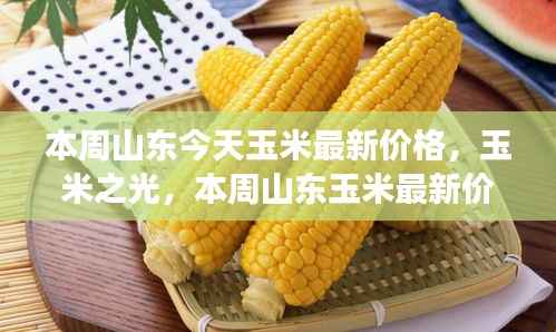 山东玉米最新价格聚焦，励志故事与玉米之光