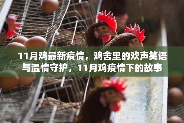 11月鸡疫情下的温情守护与故事,鸡舍里的欢声笑语与逆境中的坚守