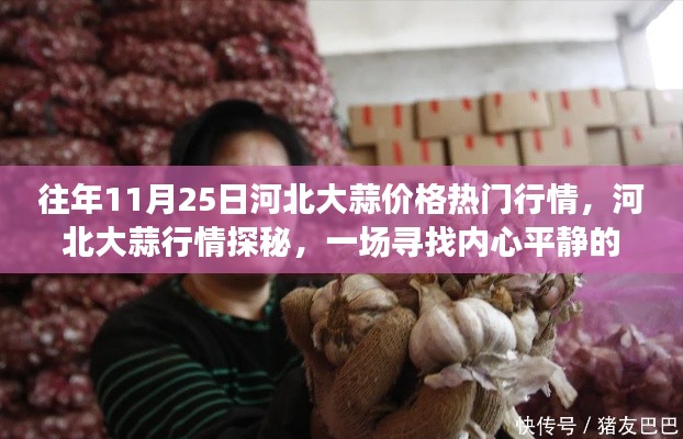 河北大蒜行情揭秘,绿色之旅探寻内心平静与热门大蒜价格动态
