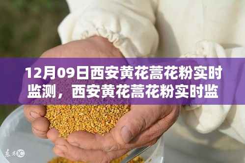 西安黄花蒿花粉实时监测，深度评测与详细介绍