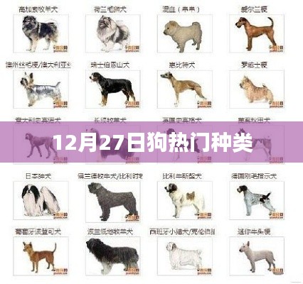12月27日热门犬种大盘点
