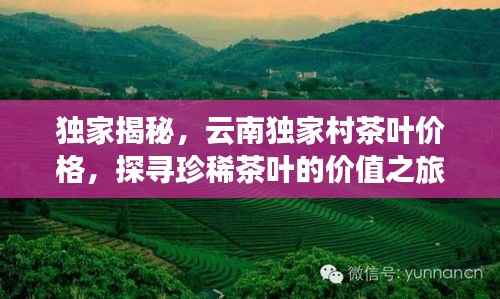 独家揭秘，云南独家村茶叶价格，探寻珍稀茶叶的价值之旅