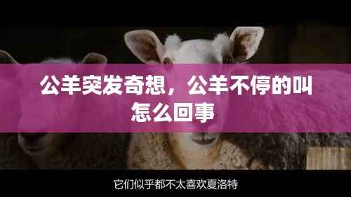 公羊突发奇想,公羊不停的叫怎么回事