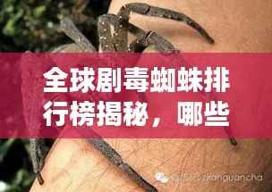 水浄鹅飞 第3页