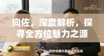 向佐,深度解析,探寻全方位魅力之源