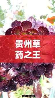 贵州草药之王，揭秘最昂贵的前十名草药榜单