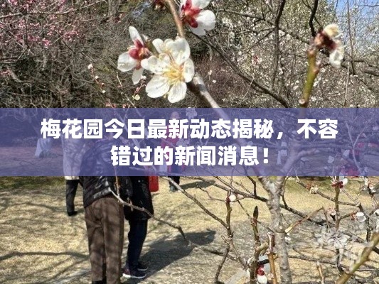 梅花园今日最新动态揭秘，不容错过的新闻消息！
