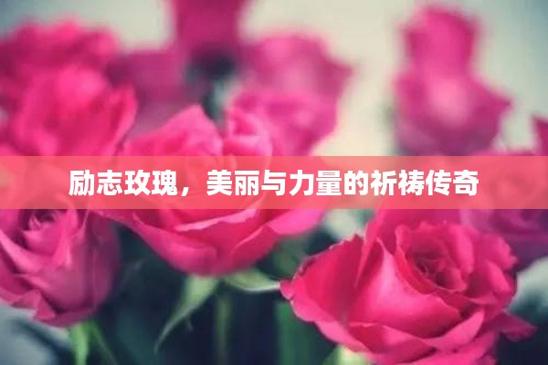 励志玫瑰,美丽与力量的祈祷传奇