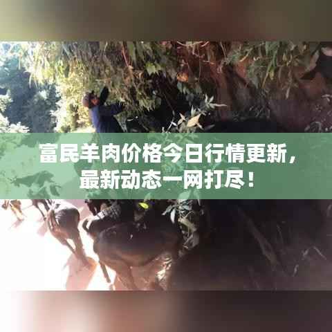富民羊肉价格今日行情更新,最新动态一网打尽!