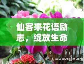 删华就素 第2页