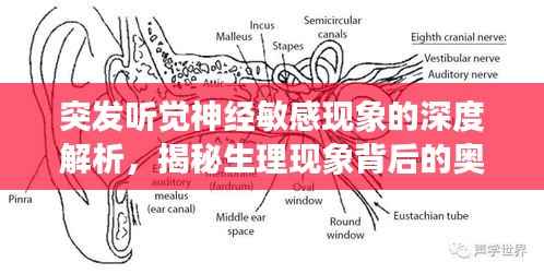 突发听觉神经敏感现象的深度解析，揭秘生理现象背后的奥秘